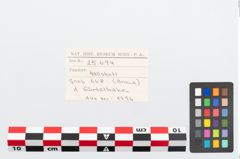 Etikett zu Bronzegürtelhaken (NHMW-PRAE-025694)